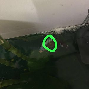 Betta enfermo
