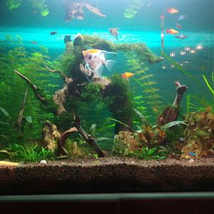 E aki mi acuario