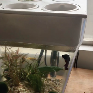acuario water garden