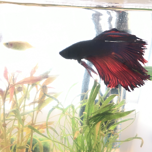 betta - kevin