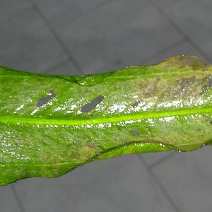 ayuda
