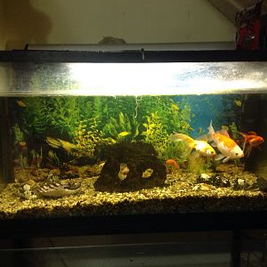 Acuario de japonés