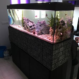 mi acuario 300L