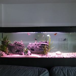 mi acuario de 300L