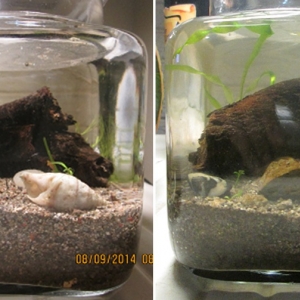 Evolución del nano de 1.1 L