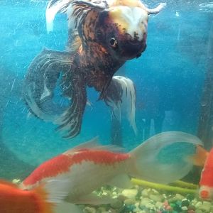 mi goldfish