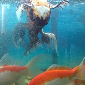 mi goldfish