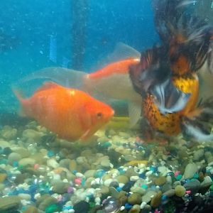 mi goldfish