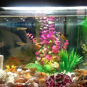 Guppys y Platys