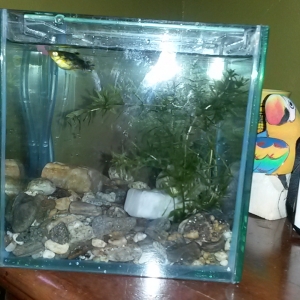 acuario para platy