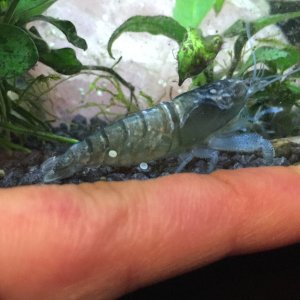 Atya gabonensis