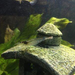 Caridina japonica