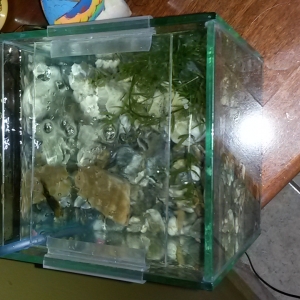 acuario para platy