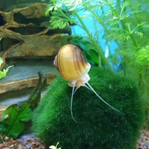 caracol manzana.jpg
