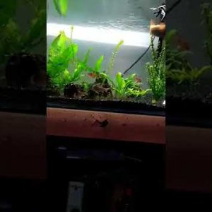 Mis corydoras locas :,D