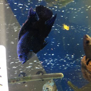 BLUE DEMPSEY DE 15 CM
