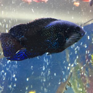 BLUE DEMPSEY DE 15 CM