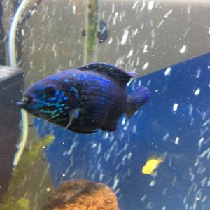 BLUE DEMPSEY DE 15 CM
