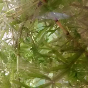 mis plantas enfermas :(