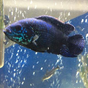 BLUE DEMPSEY DE 15 CM