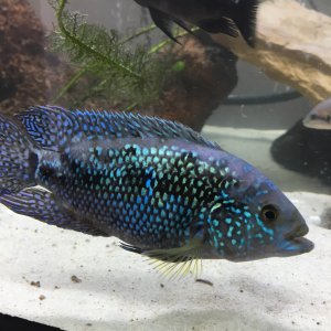BLUE DEMPSEY DE 15 CM