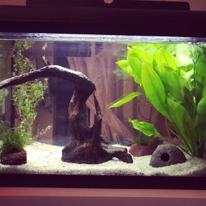 Acuario