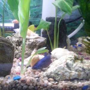 Pez Betta
