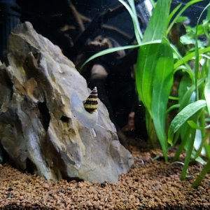 Caracol de Acuario