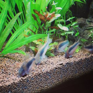 Corydoras