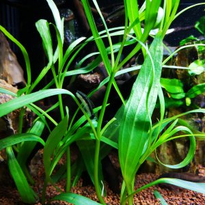 Pez come algas y plantas