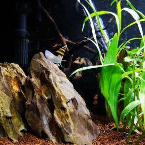 Caracol, rocas y plantas de acuario