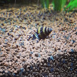Caracol de acuario