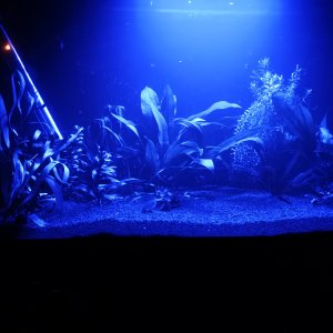 Acuario con luz azul
