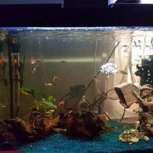 Mi acuario