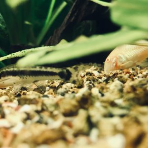 Corydora aeneus albina y Otocinclus affinis mano a mano