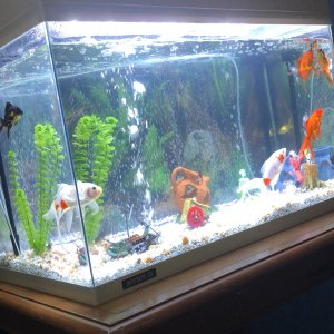 Nuevo Acuario