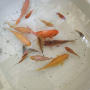 acuario 2