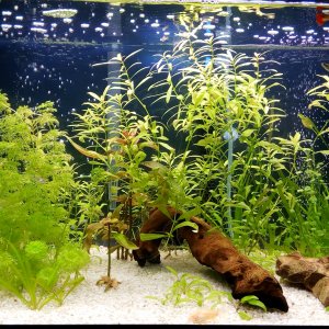 Mi acuario 14-06-18