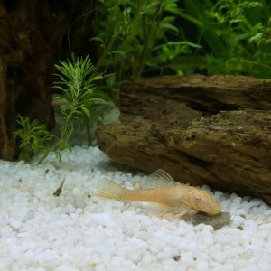 Ancistrus Gold