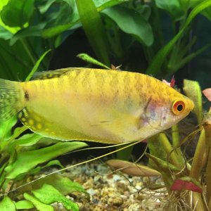 Mi precioso Gourami dorado!