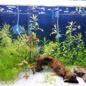 Podado y replantado