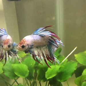 Betta Corona