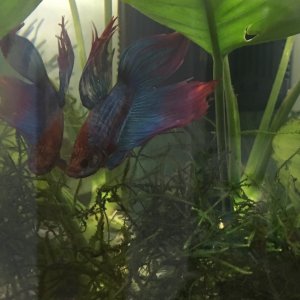 Betta Splendens
