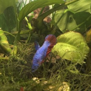 Hembra Betta