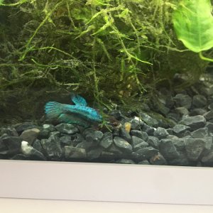 Hembra Betta