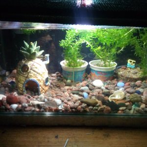Mi Acuario