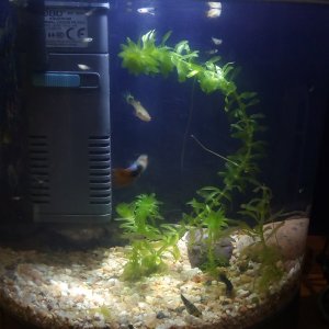 Acuario Mini