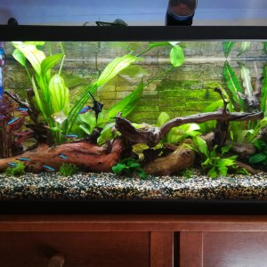 Mi acuario Amazónico