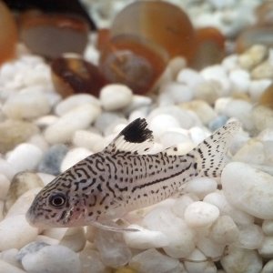 Corydora