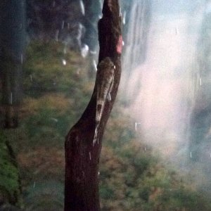Otocinclus
